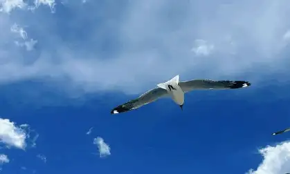 “今期贴生个吹牛，一言必中在掌中”是什么生肖，精准解释落实