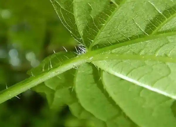 挑战极限！男子生吃35米长满毛刺且有毒的荨麻，竟然存活30分钟