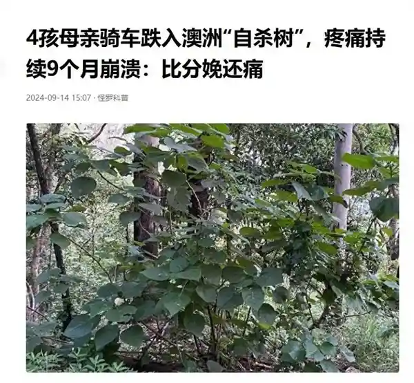 挑战极限！男子生吃35米长满毛刺且有毒的荨麻，竟然存活30分钟
