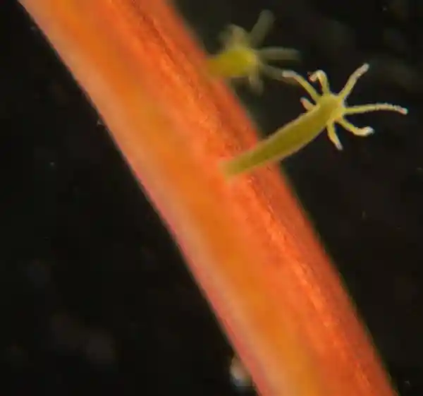 「神秘生物：切成碎片竟能重生无数」