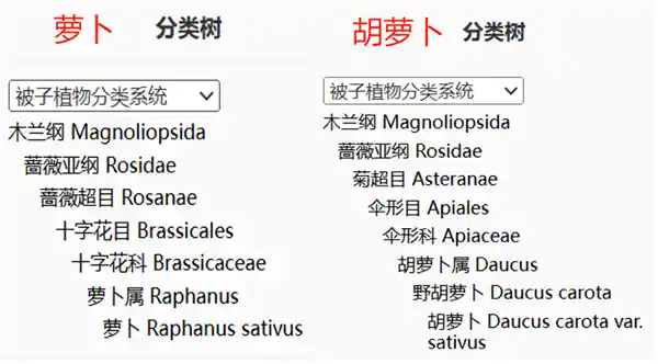 秋冬必备！揭秘这款宝藏蔬菜，不尝就亏大发！