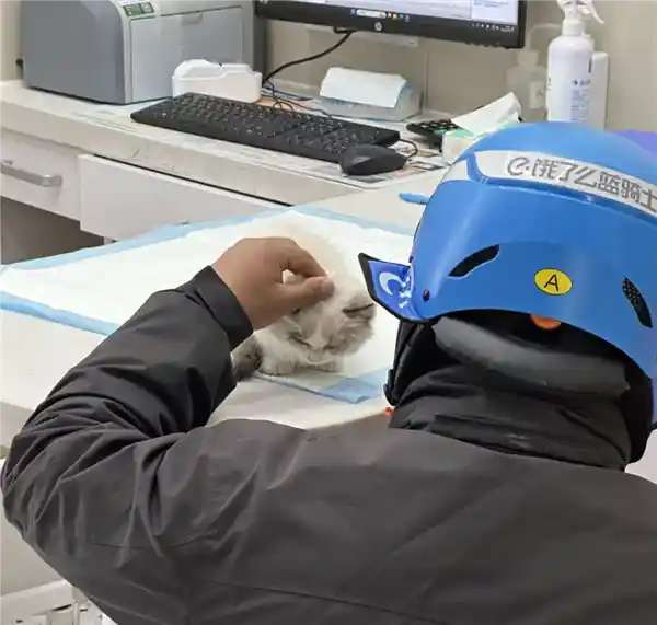 外卖小哥路遇生病流浪猫，施以援手获赠1666元，感动众人赢得侠证书