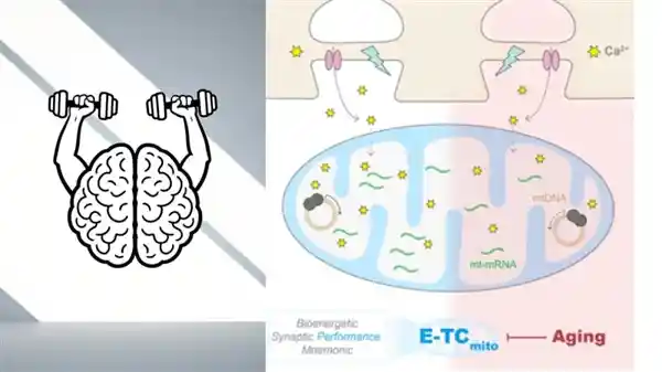 揭示大脑抗衰老的秘密：浙江大学挑战传统教科书，带您探索思考让大脑重获年轻的奇迹