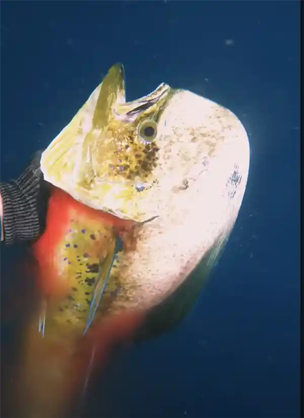 水下潜水员被海鳗咬伤，血竟变成绿色毒液