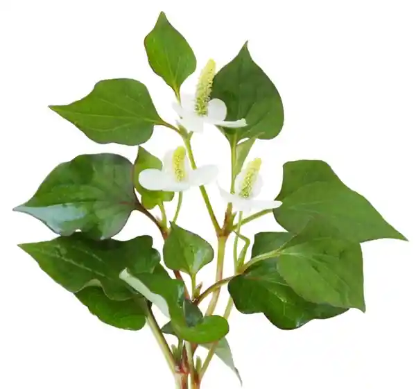 神秘植物揭秘：荸荠、蕺菜、藠头，你都了解多少？