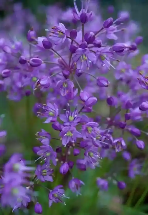 神秘植物揭秘：荸荠、蕺菜、藠头，你都了解多少？