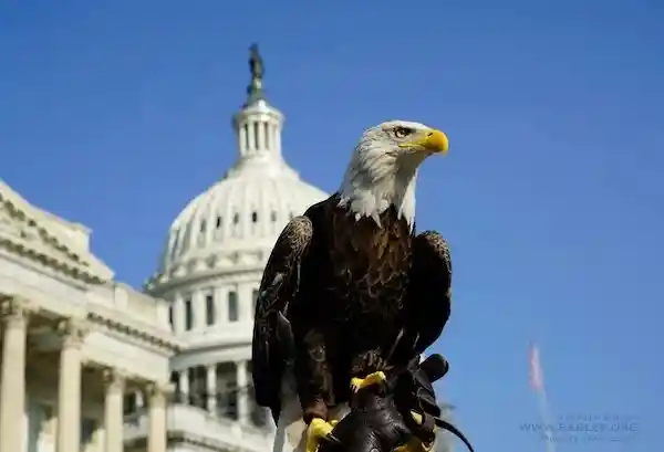白头海雕成为美国国鸟，开国元勋富兰克林的反对之声