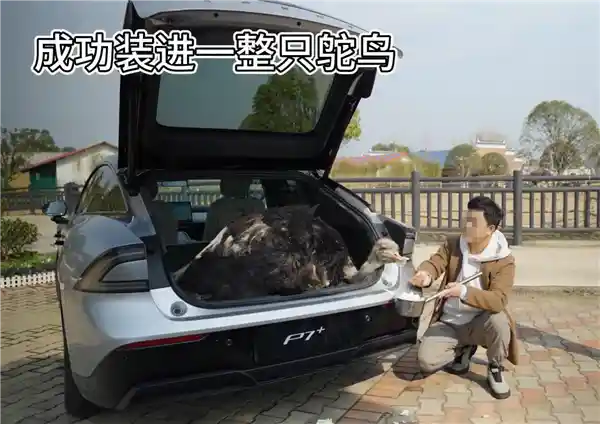 P7+后备厢神奇变身！神秘车主成功将一只鸵鸟‘藏’进豪华轿车，引爆网友热议！