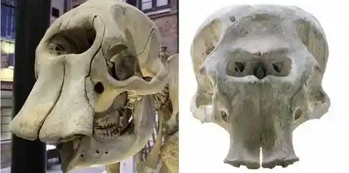猛犸象帝国：孤岛6000年的繁衍与终结