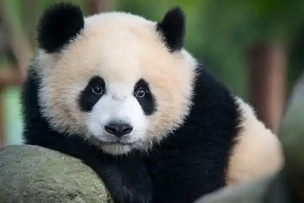 两人编造大熊猫传闻谋取17万：官方披露