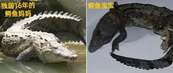 独居16年！无需伴侣，它迎来了新生命