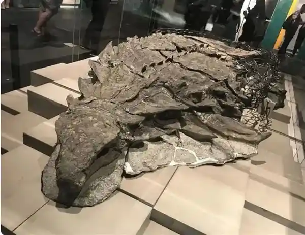 恐龙身上的彩色秘密：科学家们揭开恐龙颜色的神秘面纱