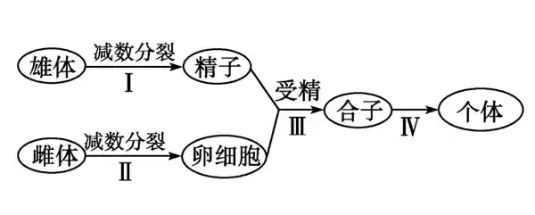 「生物繁衍的奇妙之道：自然繁殖力背后的进化密码」