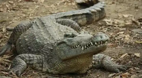 「生物繁衍的奇妙之道：自然繁殖力背后的进化密码」