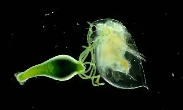 「生物繁衍的奇妙之道：自然繁殖力背后的进化密码」