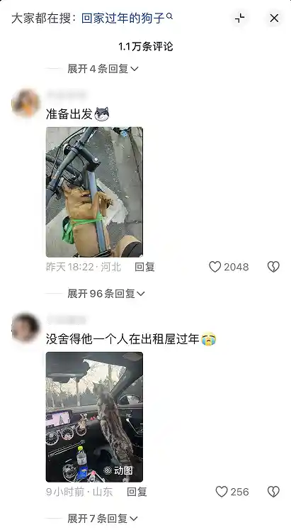 回家过年，车里不仅塞满行李，还有一只可爱的狗和它的窝