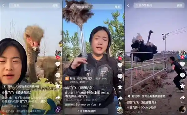 占云、单海飞：从鸵鸟吃菜到毛掸大生意，抖音电商同行者的非洲之路