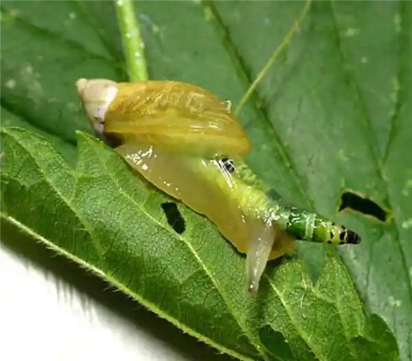 自然界惊现！这些阴暗残忍的寄生生物竟然存在，令人瞠目结舌！