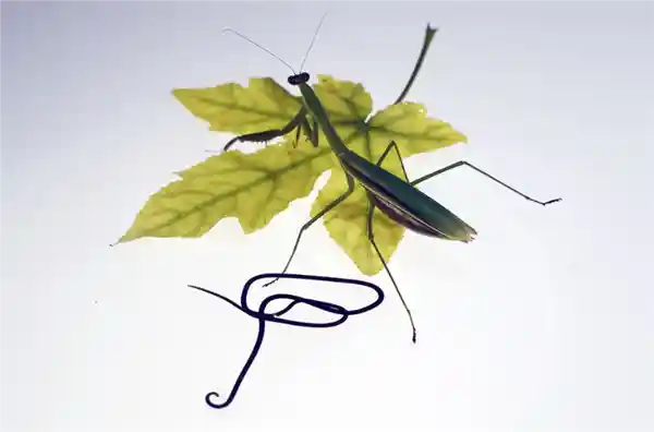 自然界惊现！这些阴暗残忍的寄生生物竟然存在，令人瞠目结舌！
