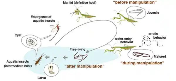 自然界惊现！这些阴暗残忍的寄生生物竟然存在，令人瞠目结舌！