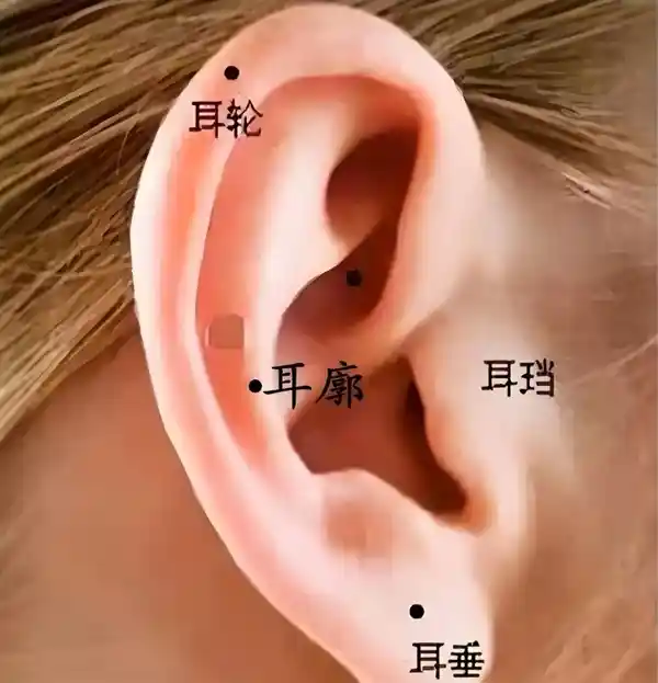 揭秘人类耳朵失去活动能力的2500万年谜团