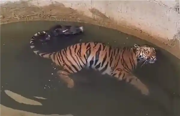 老虎狩猎野猪意外坠井，四小时两脚兽紧急营救成功