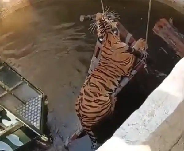 老虎狩猎野猪意外坠井，四小时两脚兽紧急营救成功