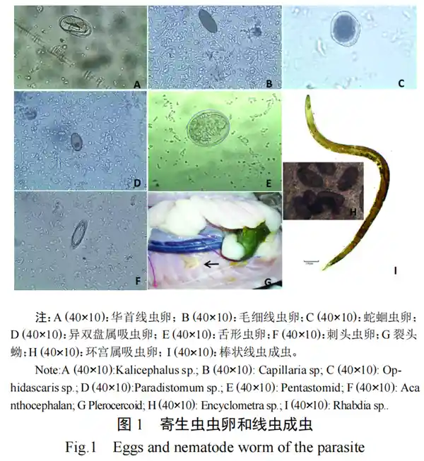 【南方人要小心了！这种肉竟然有毒，绝对不能碰！】