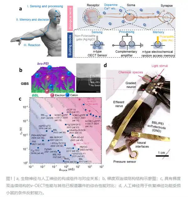 中国科学家研发革新性人工神经，引爆脑机接口技术革命