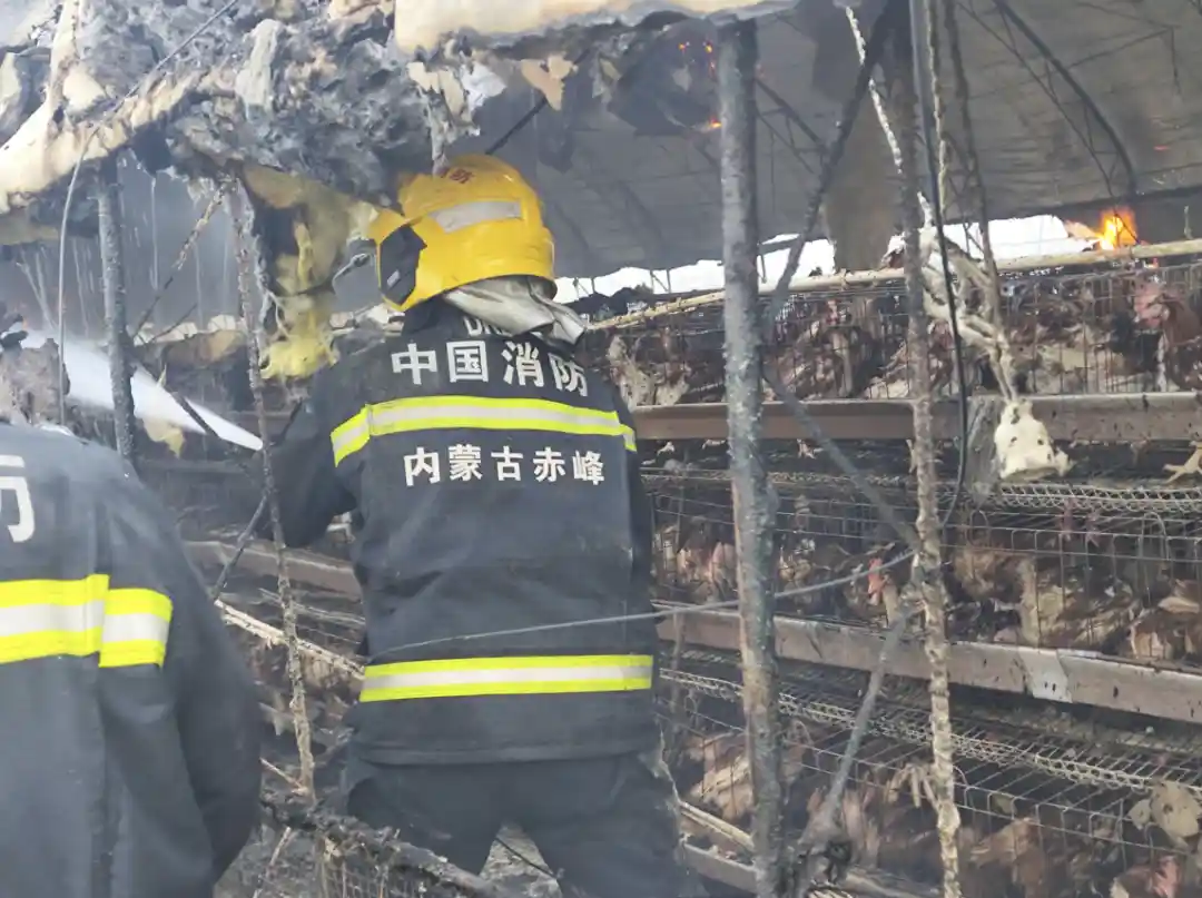 内蒙古20000只活鸡惨遭电线短路，无一幸免成为烤鸡
