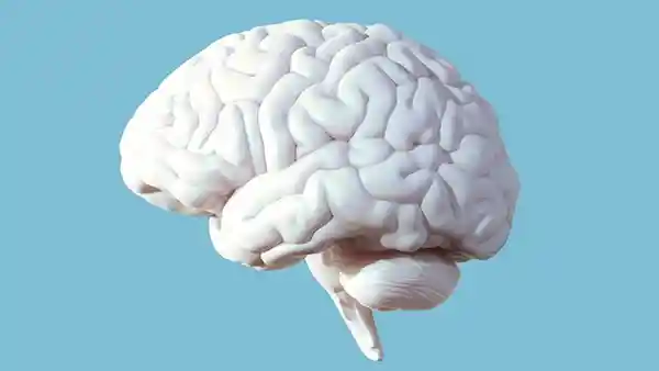 智力下滑：人类智慧何去何从？