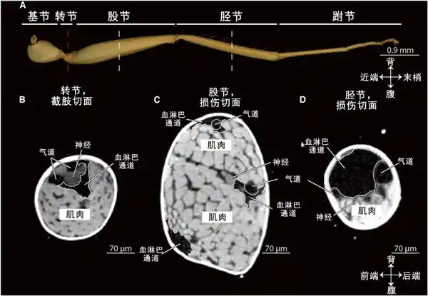 《演技炸裂！这只受伤的蚂蚁花式求救援，只为让伙伴抬它回家》