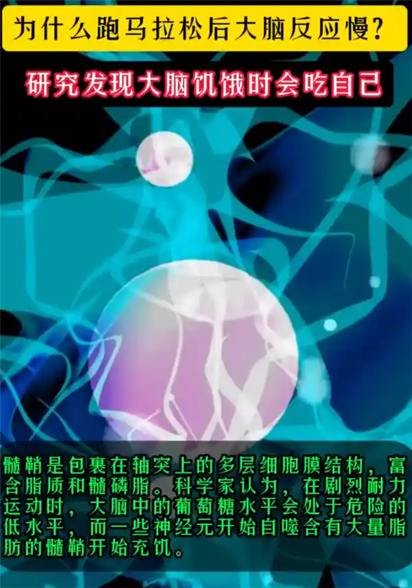 《跑马拉松小心脑子不够用？研究揭秘：大脑耗尽竟会自噬！》