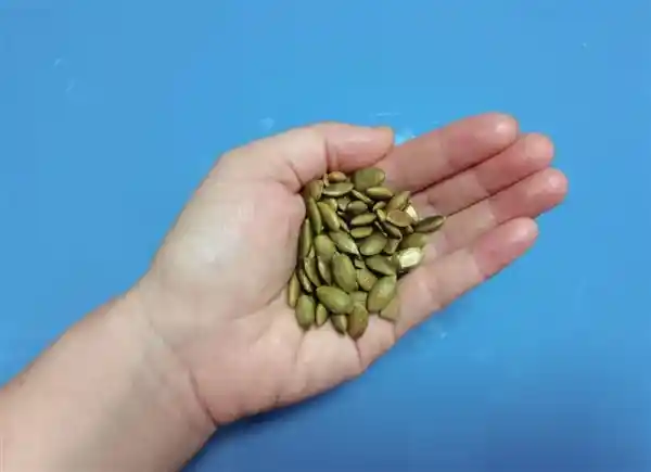 《每天一把南瓜籽，竟藏着这些惊人的健康秘密！》