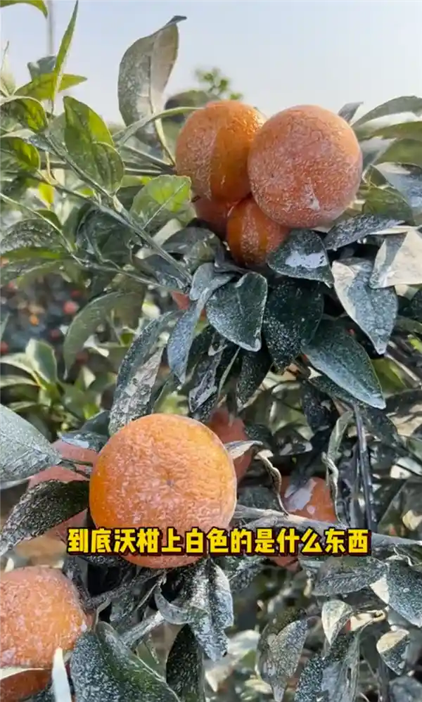 揭秘市面上水果光鲜亮丽背后的‘神秘操作’