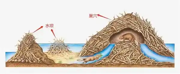 美国多州现巨型老鼠疯狂入侵！重达30斤特能吃，官方呼吁：烹饪美食或制成美味汤料理