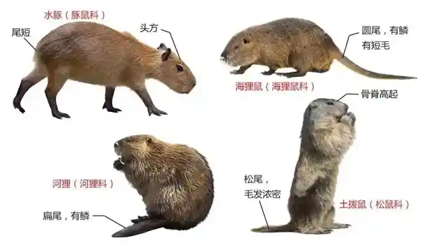 美国多州现巨型老鼠疯狂入侵！重达30斤特能吃，官方呼吁：烹饪美食或制成美味汤料理