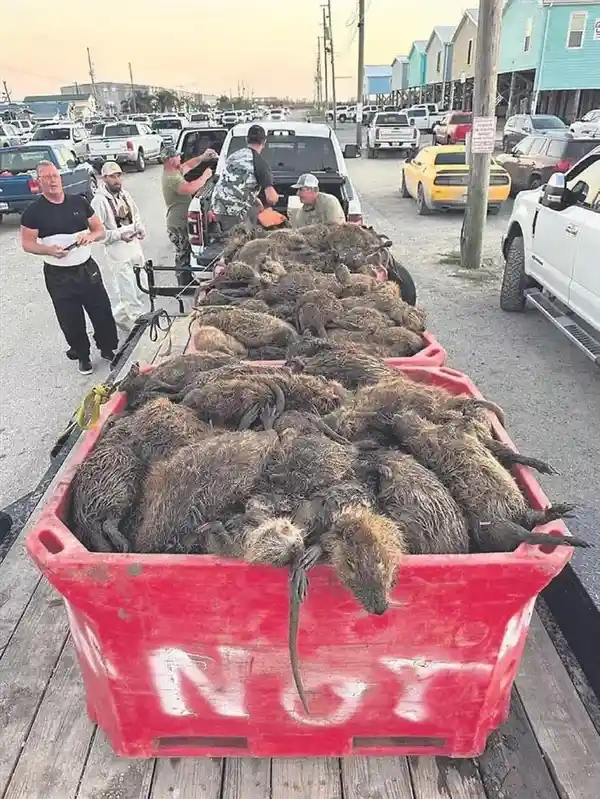 美国多州现巨型老鼠疯狂入侵！重达30斤特能吃，官方呼吁：烹饪美食或制成美味汤料理