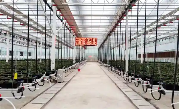自主龙芯赋能智慧农业：国产科技打造全新草莓王国