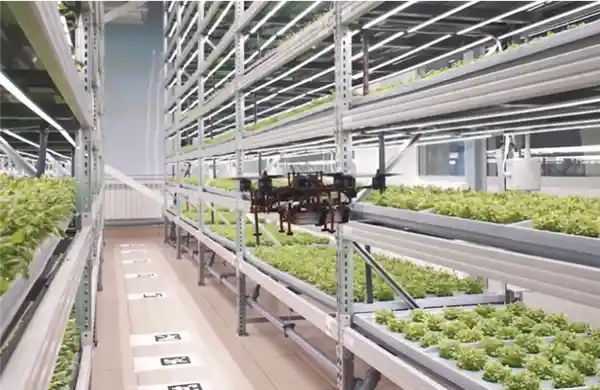 自主龙芯赋能智慧农业：国产科技打造全新草莓王国