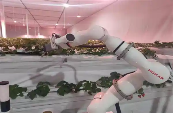自主龙芯赋能智慧农业：国产科技打造全新草莓王国