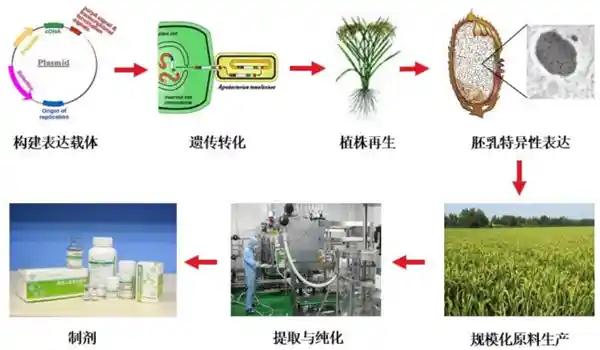 中国大米可替代美国人血浆，开创新型蛋白生产方式