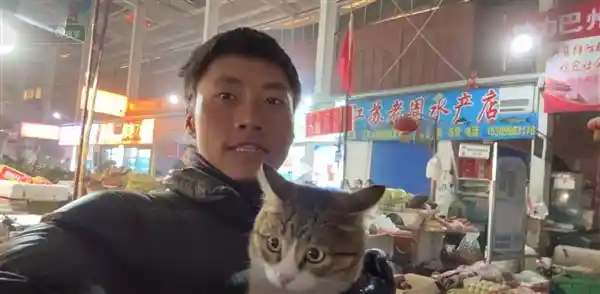 悟空陨落：从流浪小猫到网红传奇的短暂旅程
