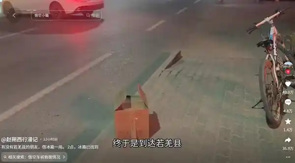 悟空陨落：从流浪小猫到网红传奇的短暂旅程