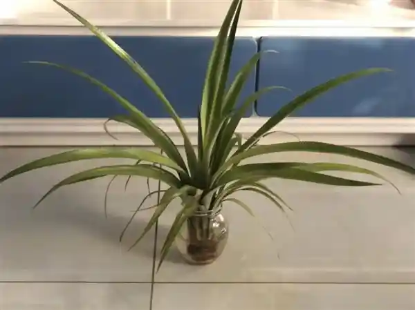 解锁吃菠萝不扎嘴的秘密，告别盐水新吃法！