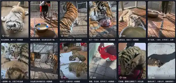 《东北虎饲养员跨界给狼送鸡，狼瑟瑟发抖抱头鼠窜，网友：莫不是老虎还没撸干净？》