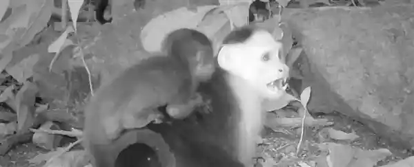 《巴拿马神秘孤岛惊现偷娃高手：卷尾猴频窃吼猴宝宝之谜》