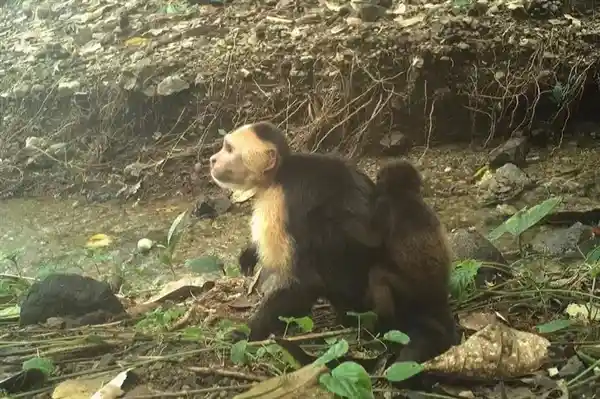 《巴拿马神秘孤岛惊现偷娃高手：卷尾猴频窃吼猴宝宝之谜》