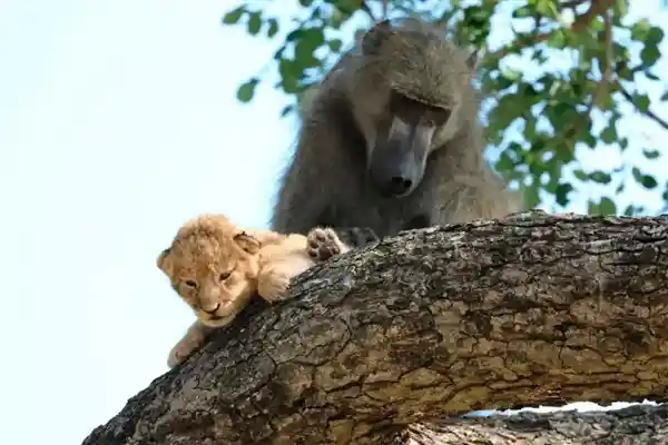 《巴拿马神秘孤岛惊现偷娃高手：卷尾猴频窃吼猴宝宝之谜》