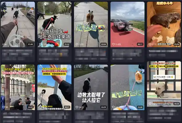 《狗拉车载人狂飙！律师揭秘背后法律风险》